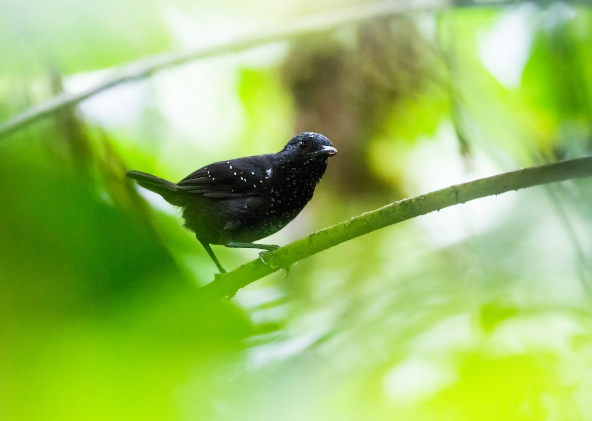 Stub-tailed Antbird - Nick Athanas