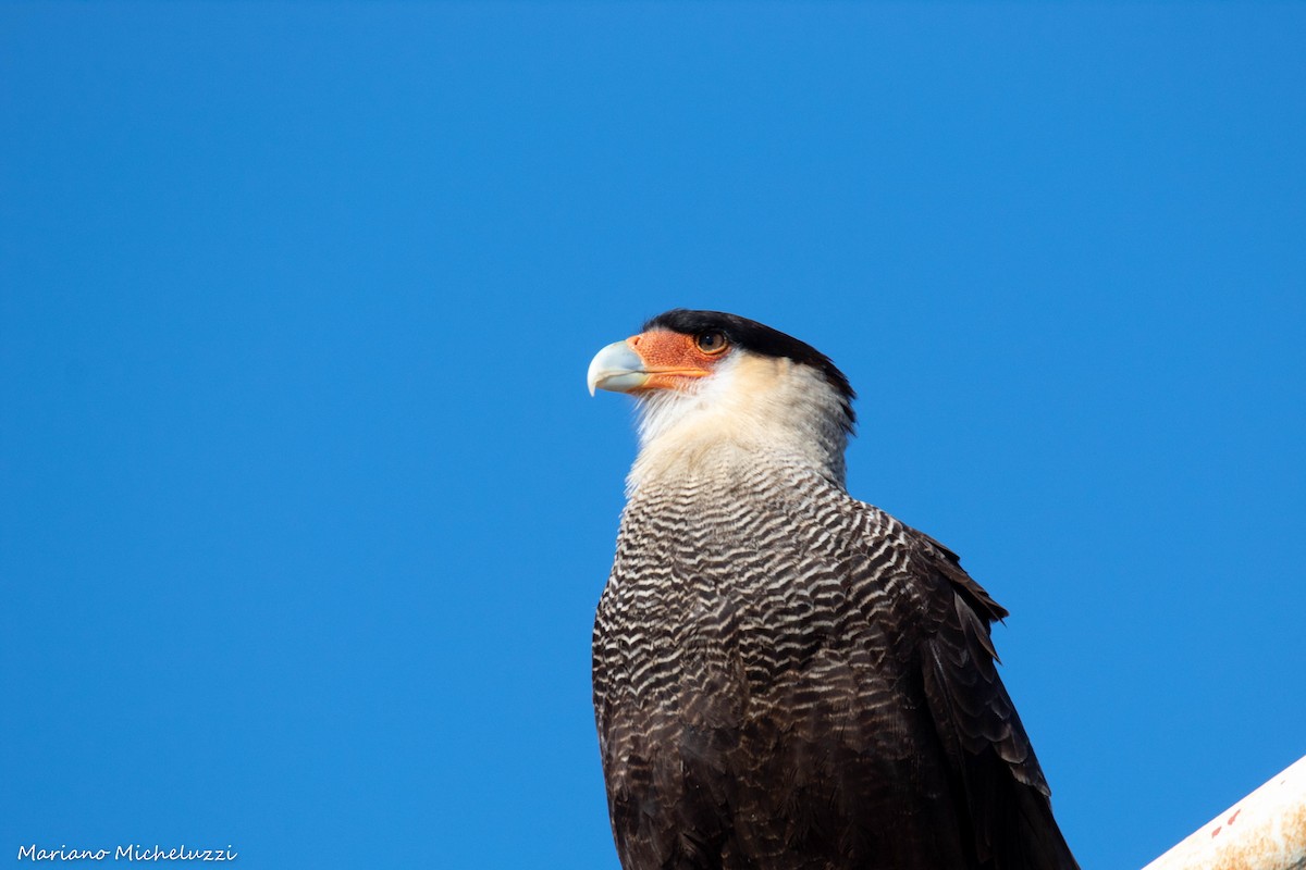 Crested Caracara (Southern) - ML117828611
