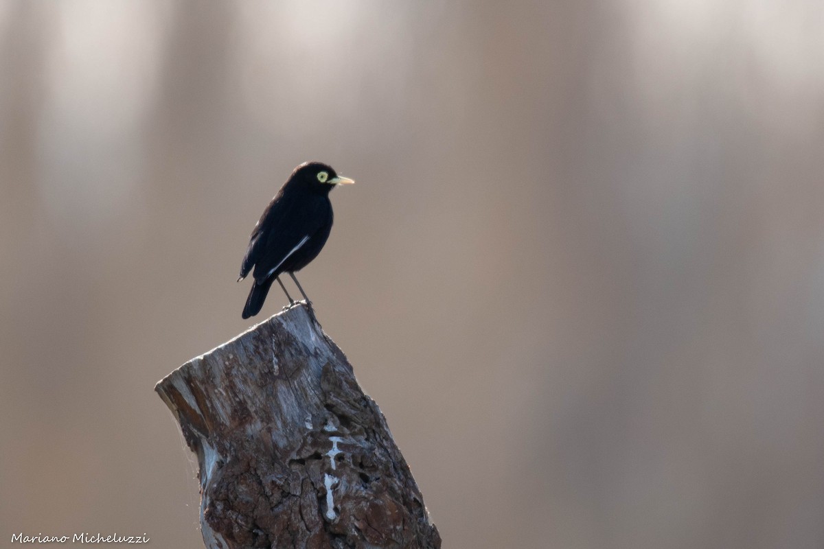 Spectacled Tyrant - ML117828921