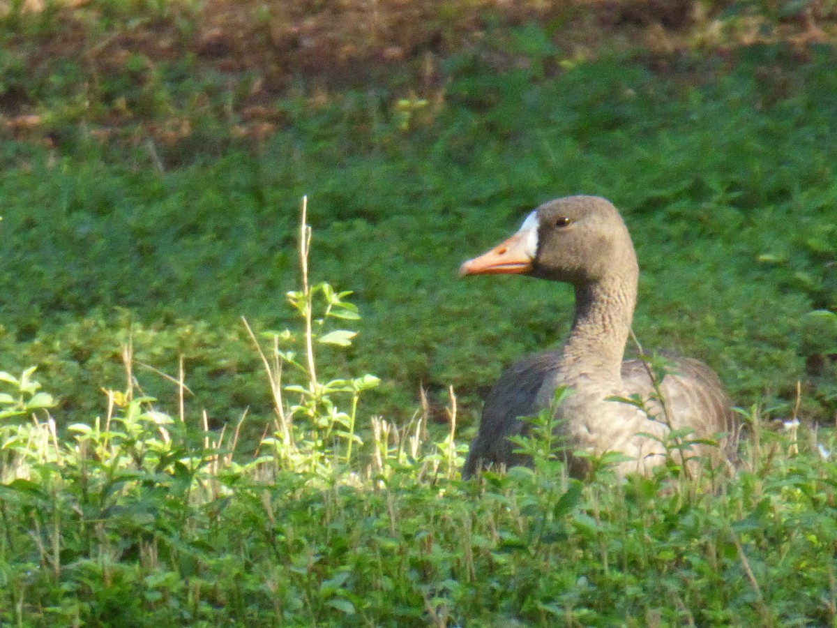 Greater White-fronted Goose - ML117831931