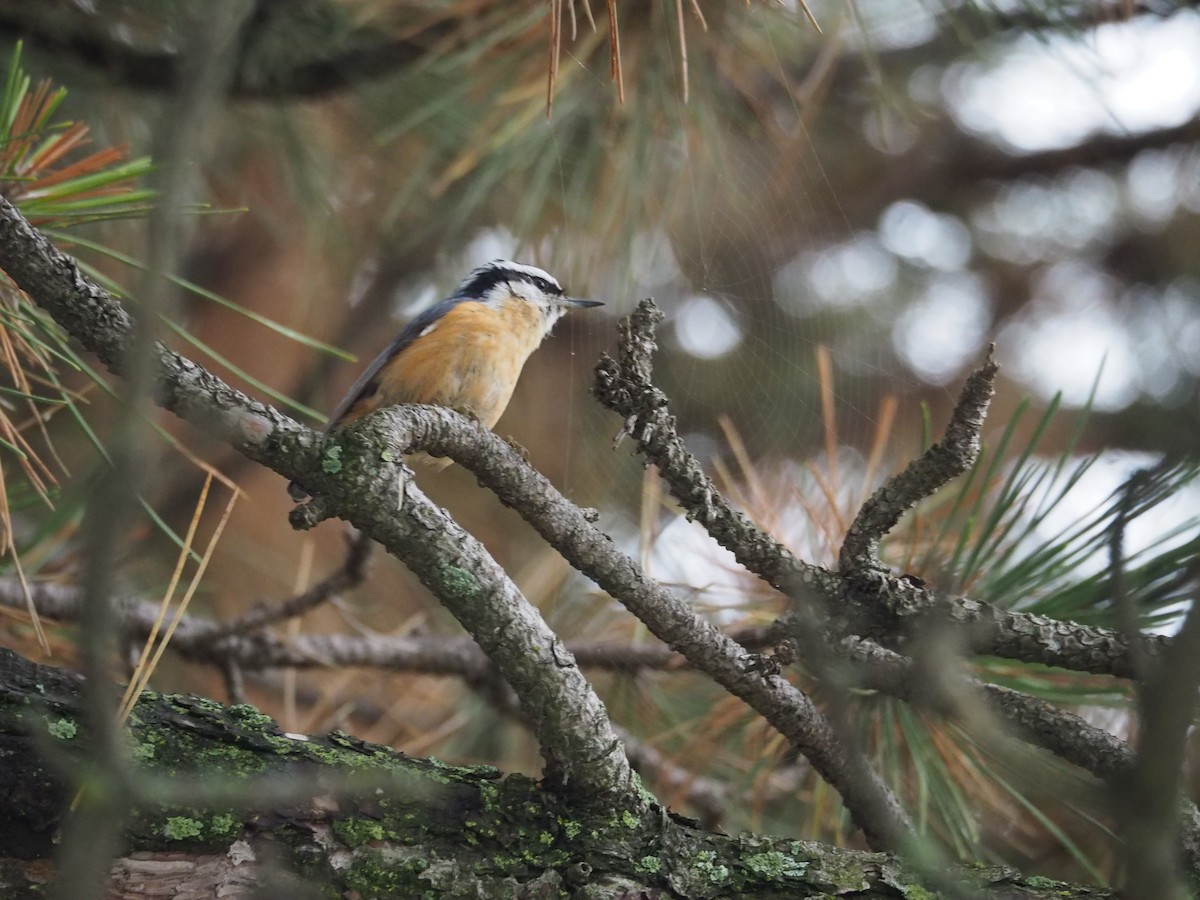 Red-breasted Nuthatch - Ann Porter