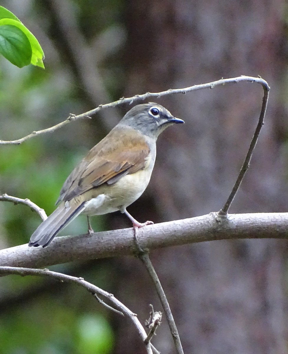 Brown-backed Solitaire - ML117834111