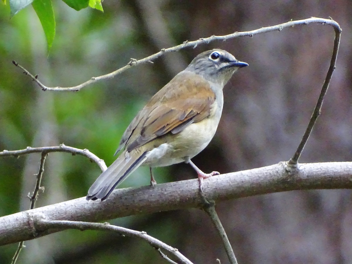 Brown-backed Solitaire - ML117834371