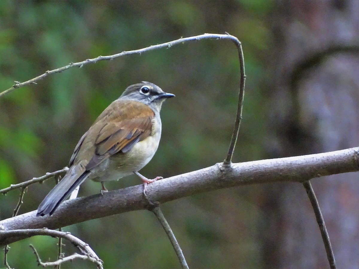 Brown-backed Solitaire - ML117834471