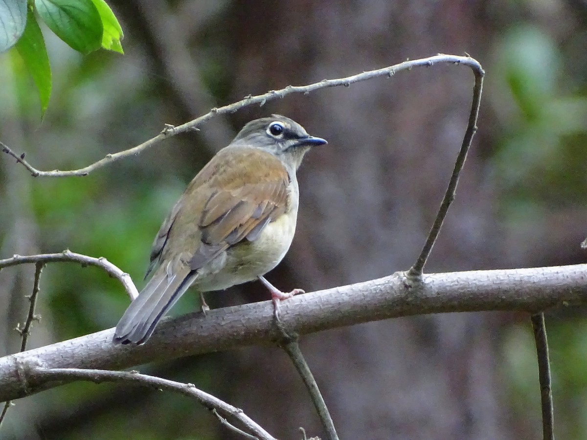 Brown-backed Solitaire - ML117834501