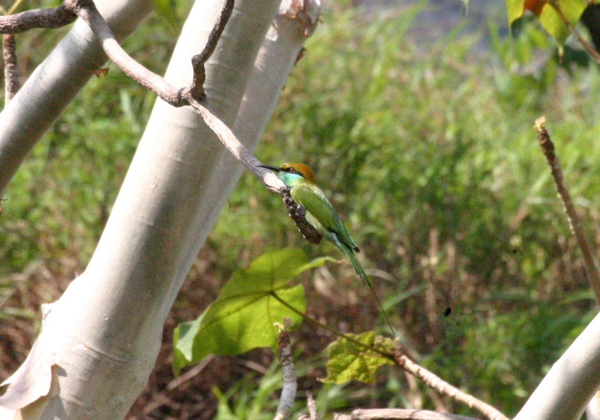 Asian Green Bee-eater - ML117834531