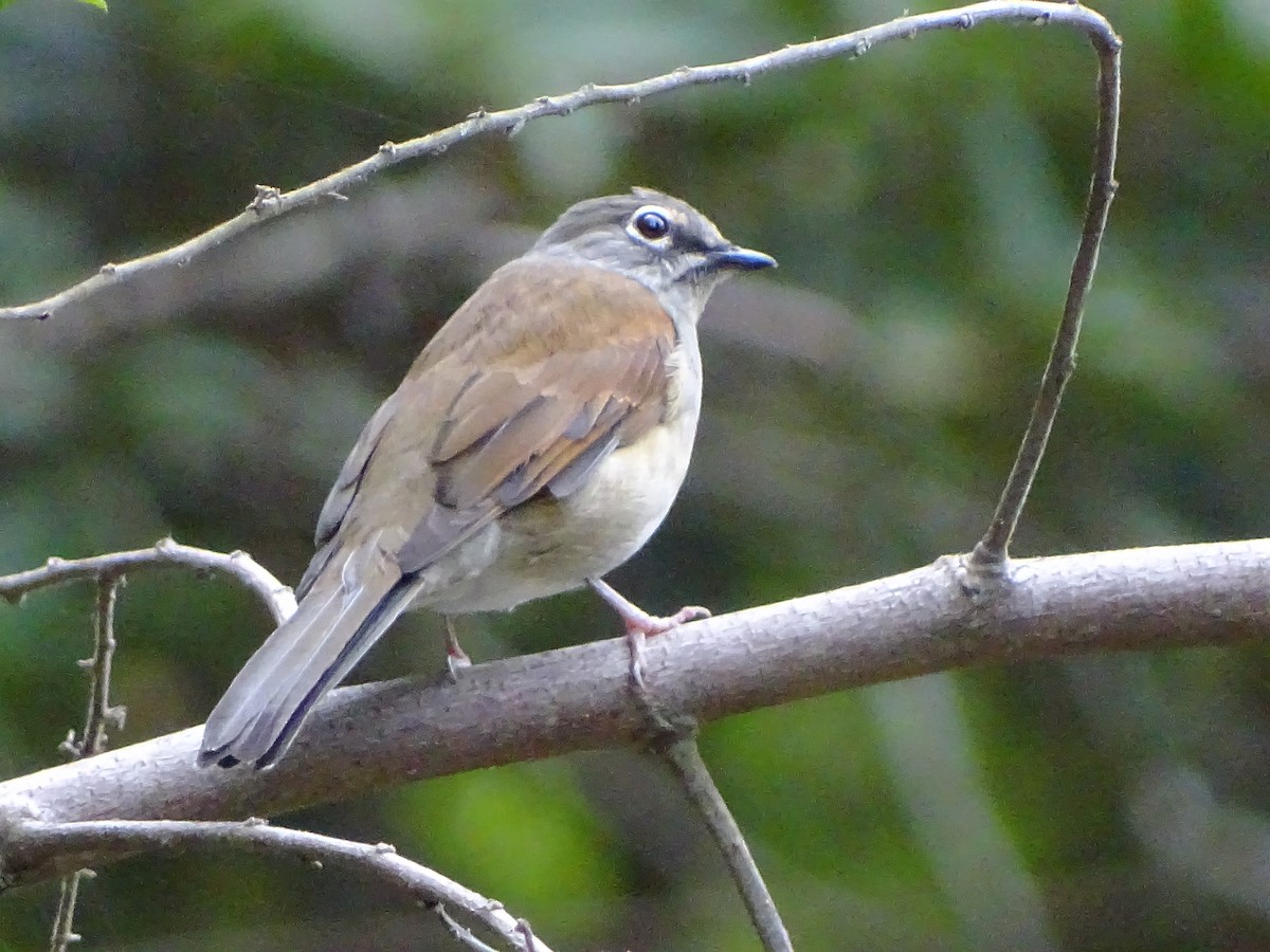 Brown-backed Solitaire - ML117834711