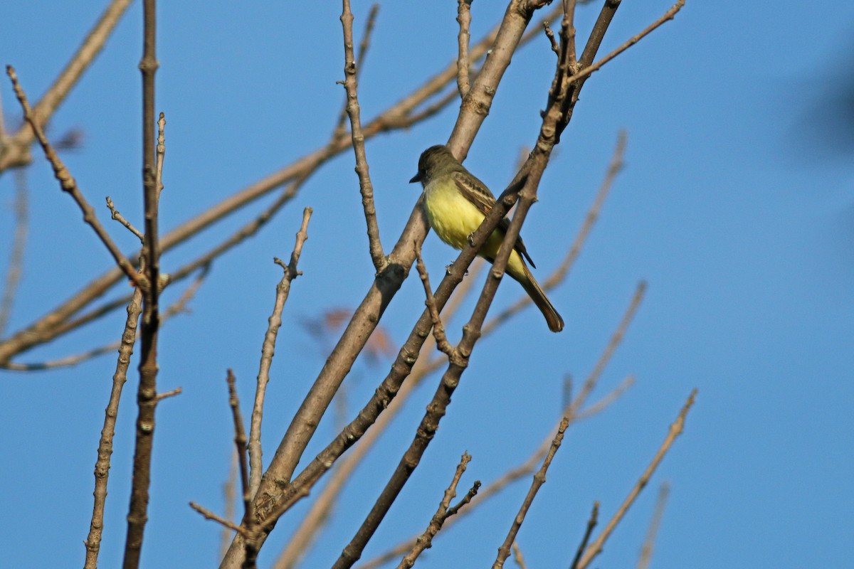 Great Crested Flycatcher - ML117834731