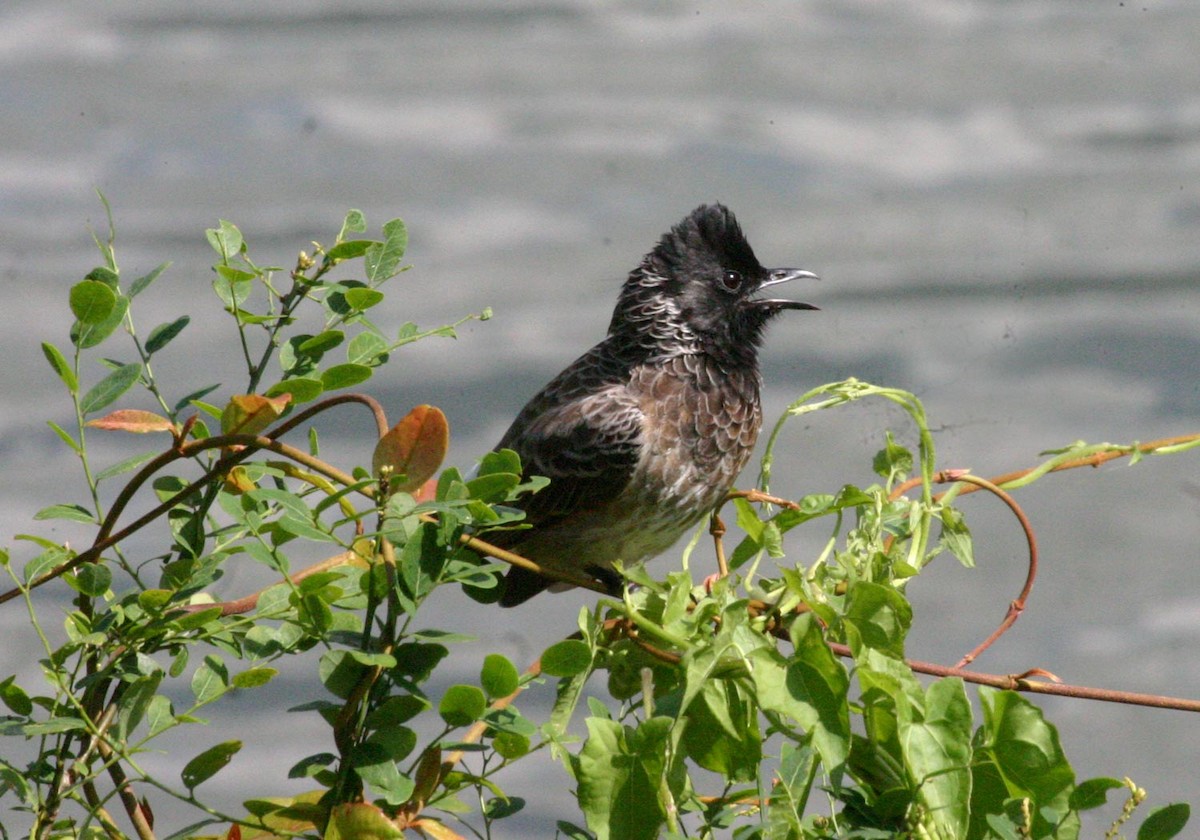 Red-vented Bulbul - ML117835521