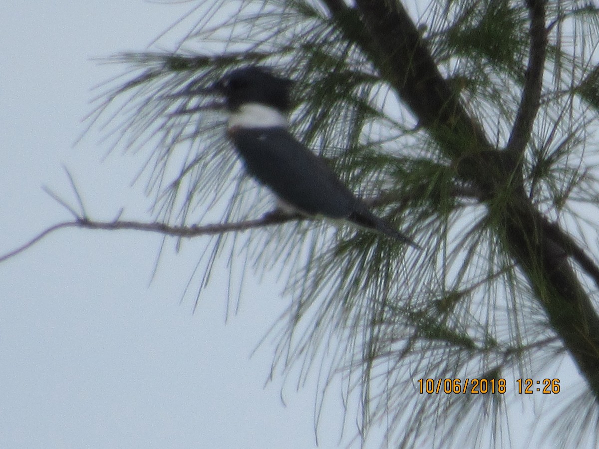 Belted Kingfisher - ML117836941