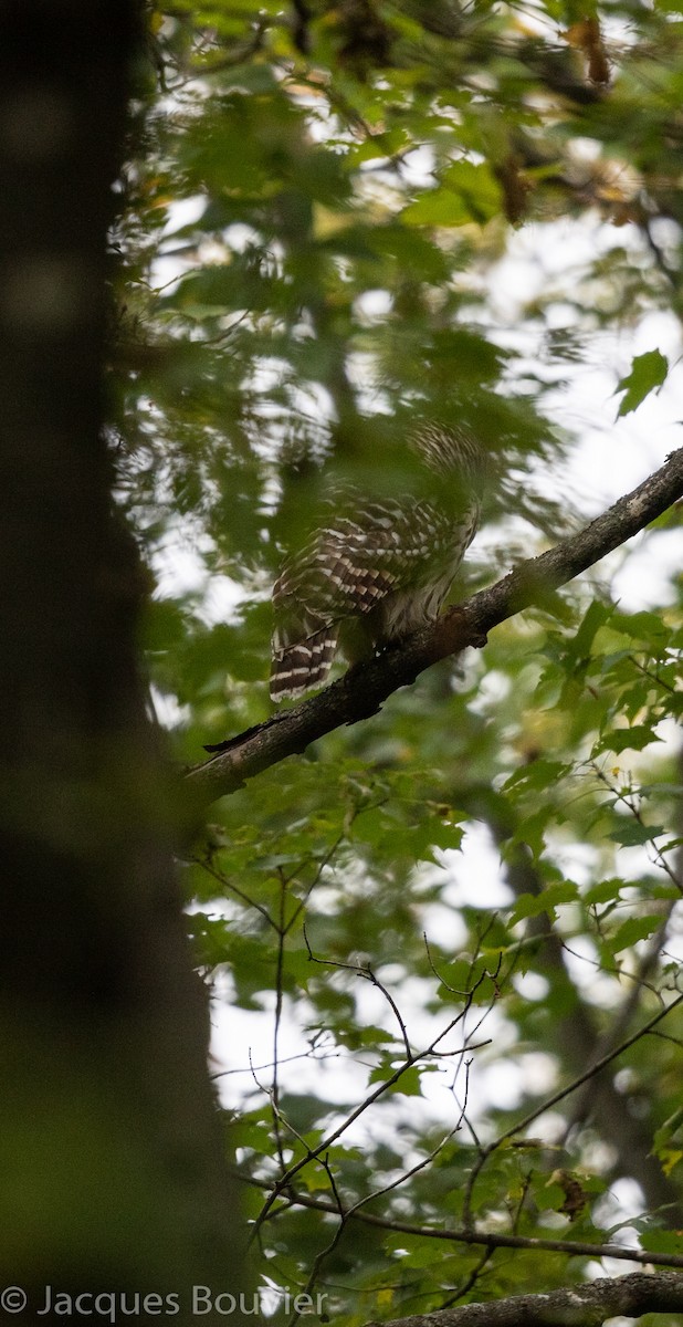 Barred Owl - Jacques Bouvier