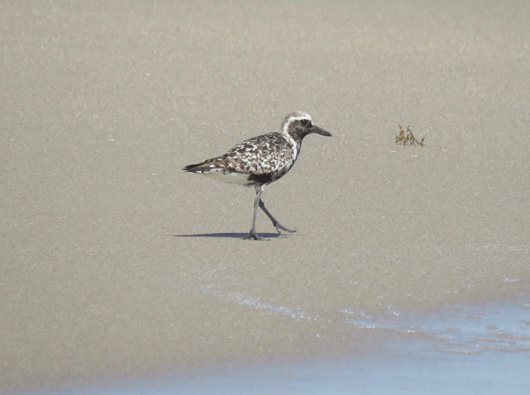 Black-bellied Plover - Amy Kane
