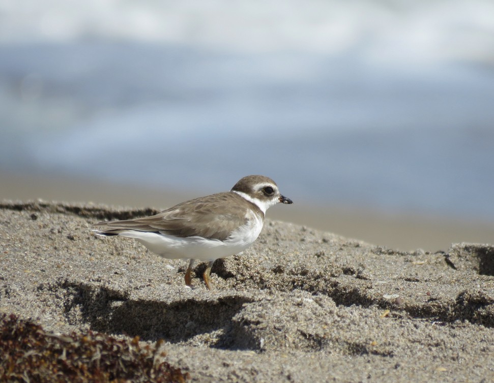 Semipalmated Plover - Amy Kane
