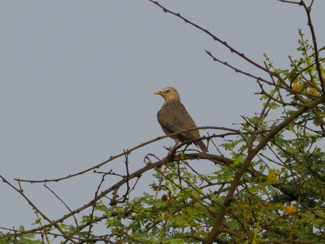 Chestnut-tailed Starling - Shekar Vishvanath