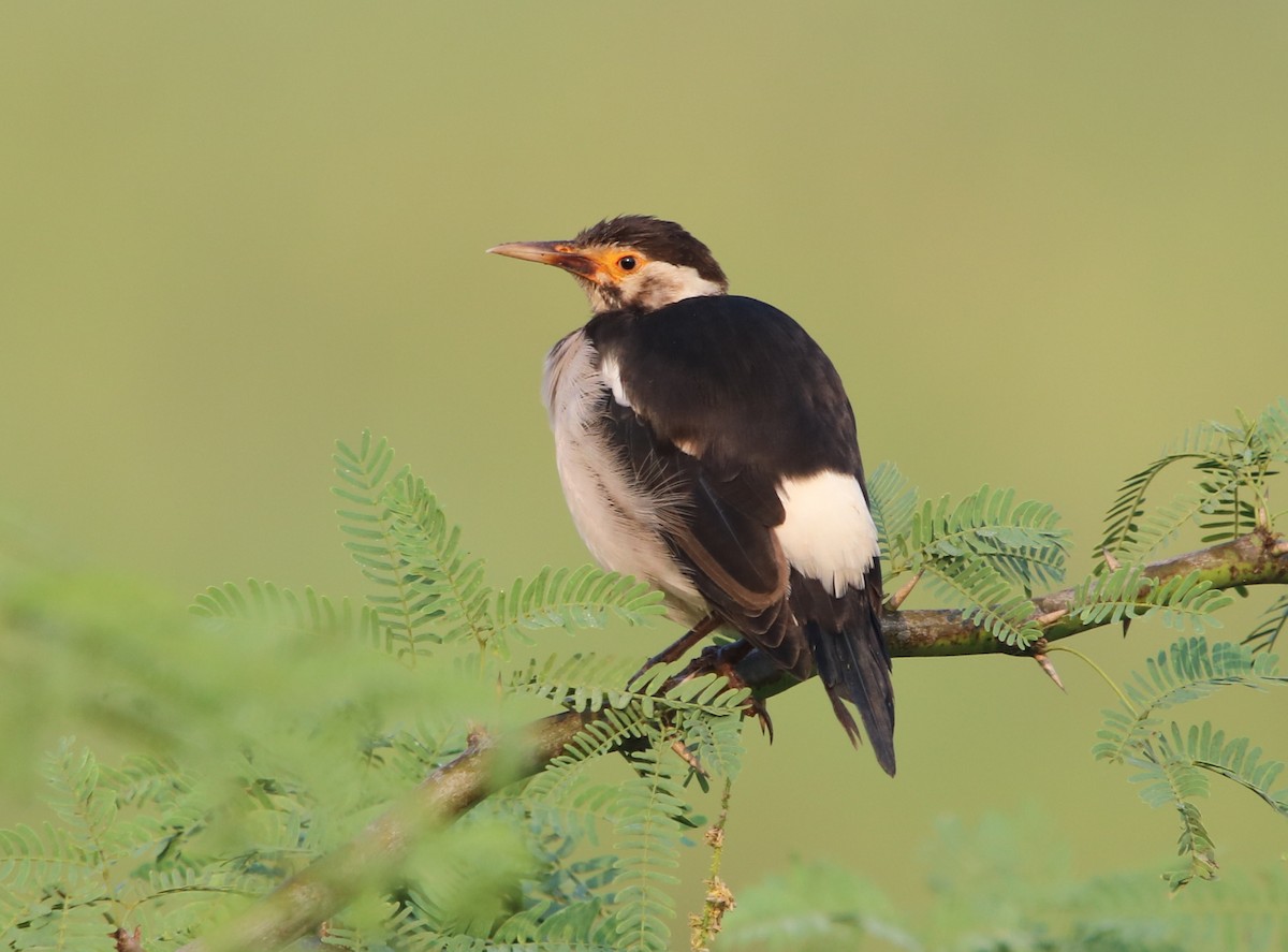 Indian Pied Starling - ML117839311