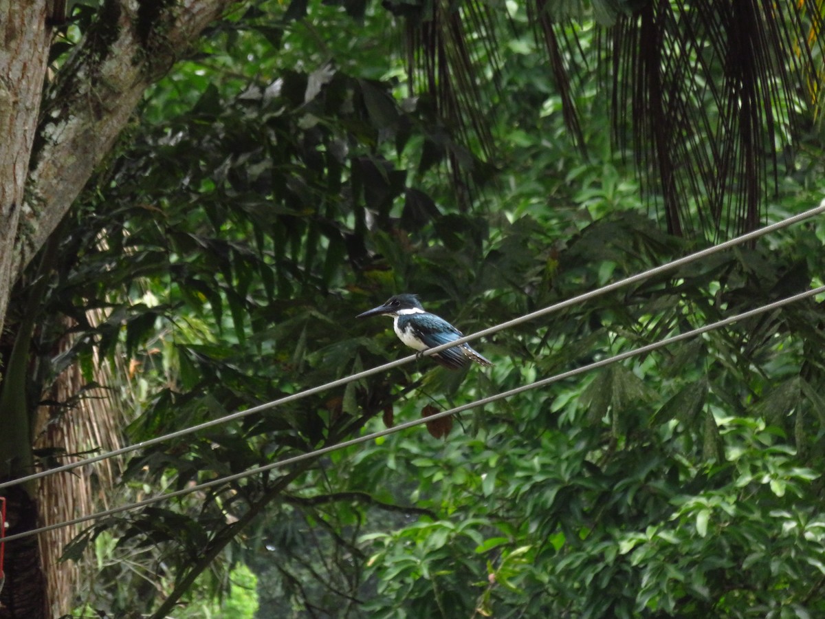 Amazon Kingfisher - Hillary Cabrera
