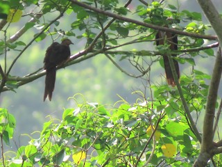 Black-billed Cuckoo-Dove, ML117841881