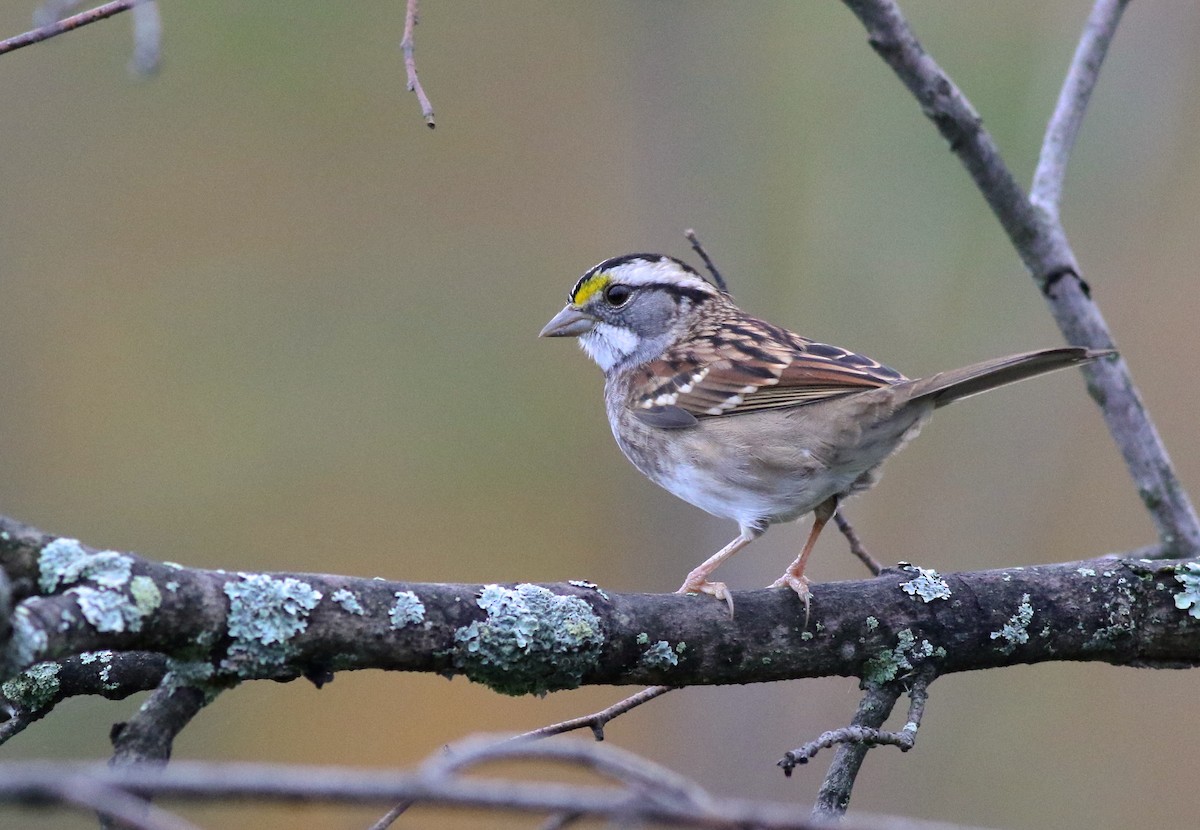 White-throated Sparrow - ML117843531