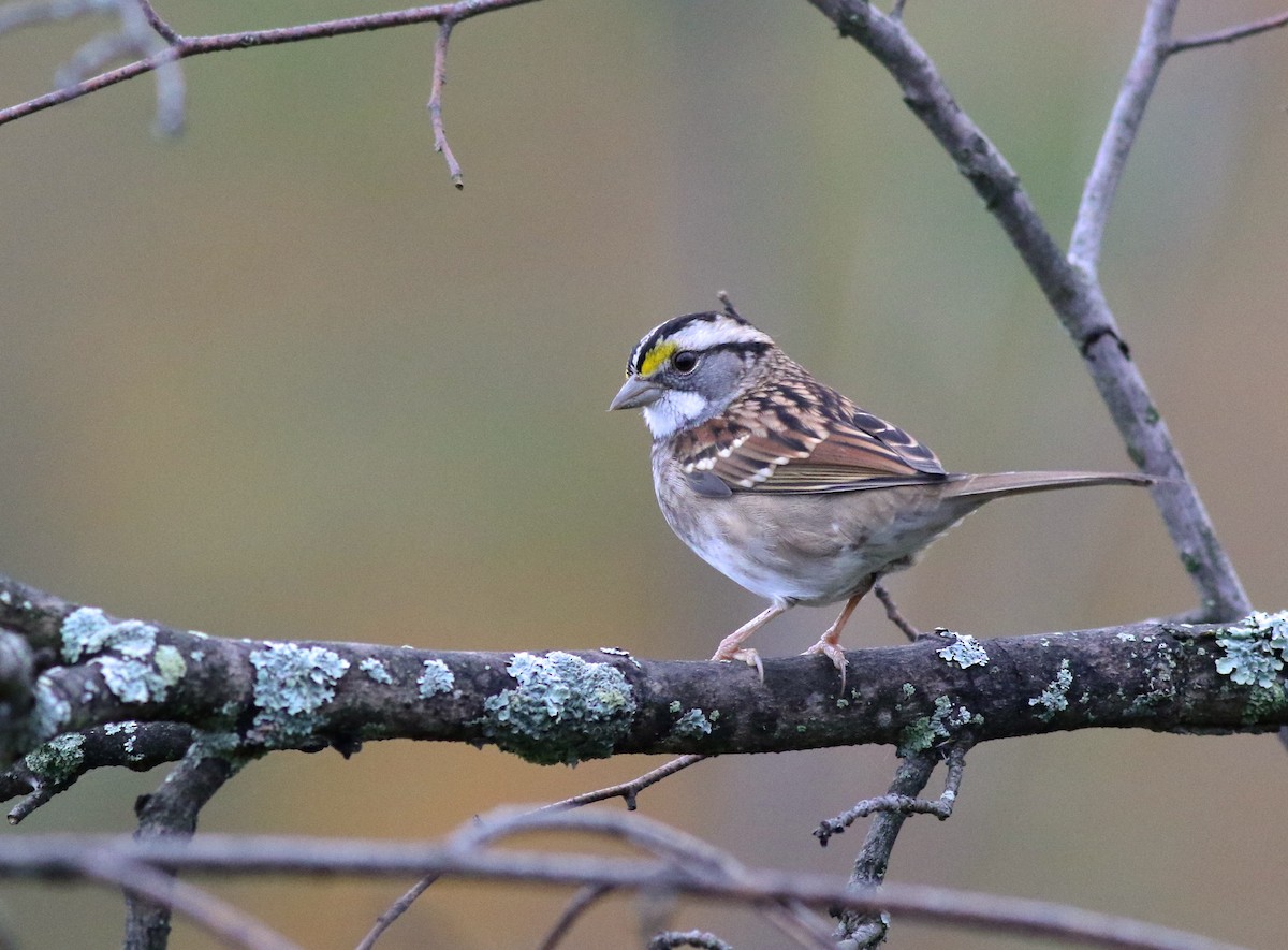 White-throated Sparrow - ML117843551
