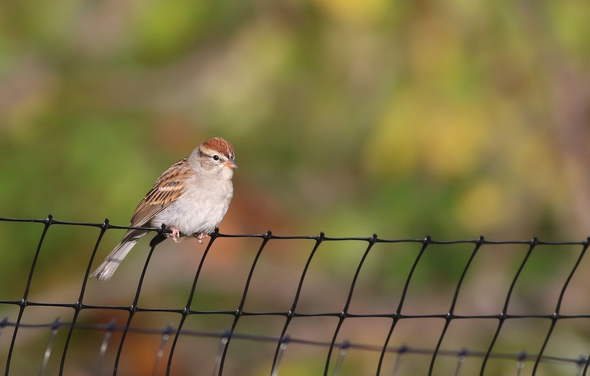 Chipping Sparrow - ML117843561