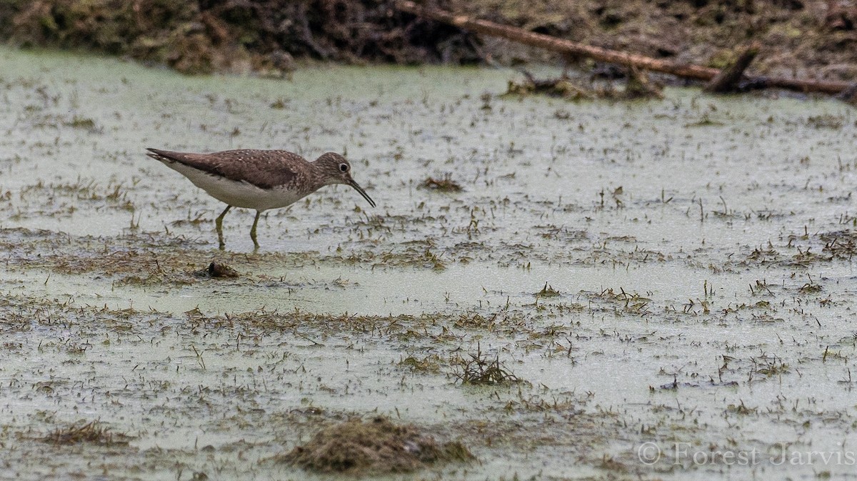 Solitary Sandpiper - Forest Botial-Jarvis