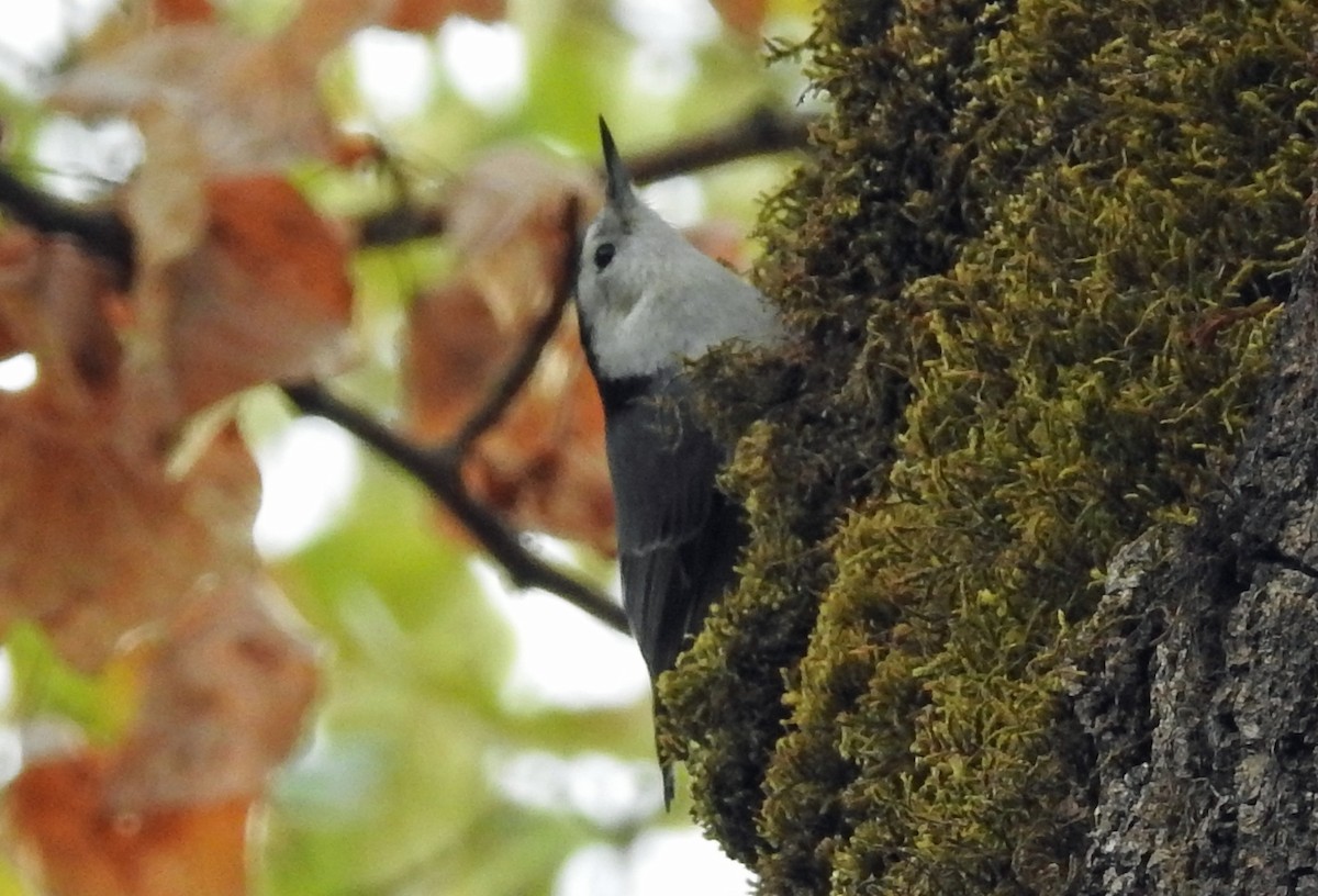 White-breasted Nuthatch - Jim Scott