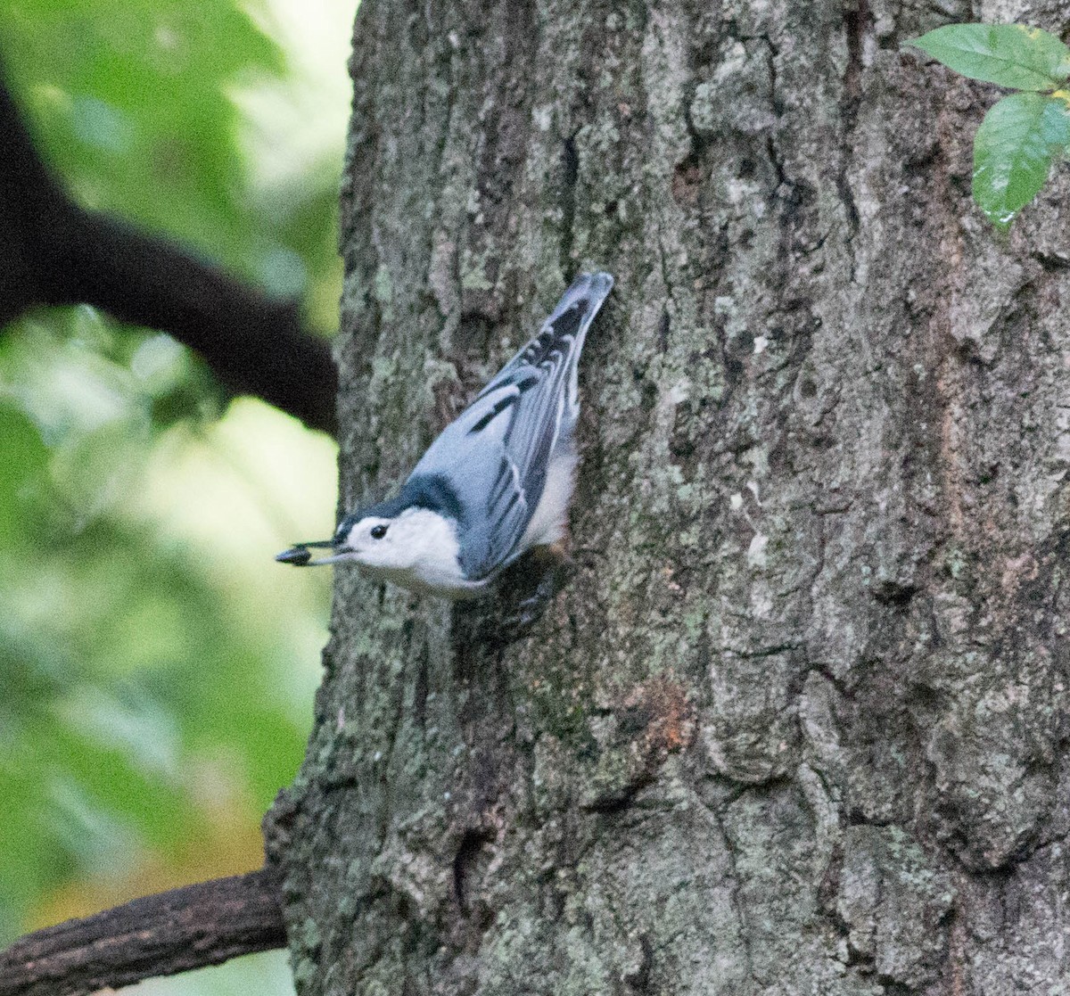 White-breasted Nuthatch (Eastern) - ML117846671