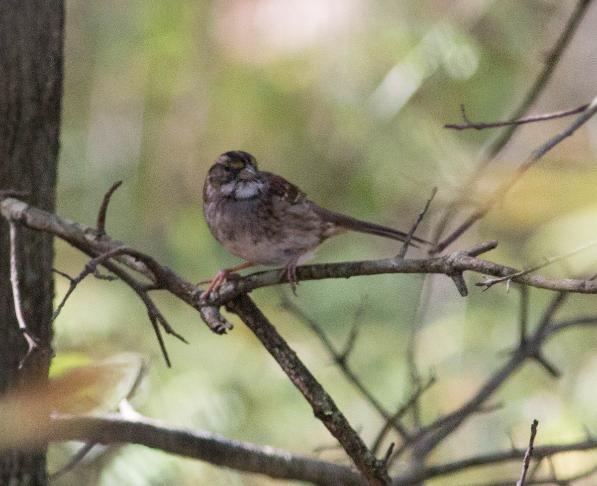 White-throated Sparrow - Liz Shlapack