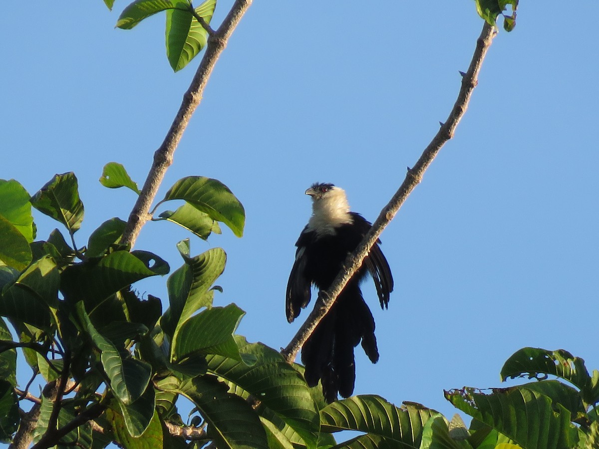 Pied Coucal - ML117848271