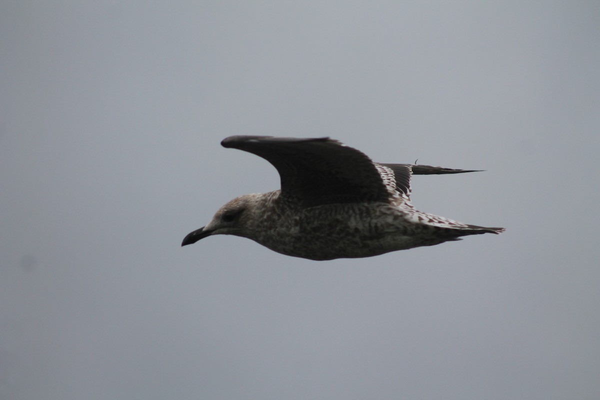 Lesser Black-backed Gull (graellsii) - Sean Walsh