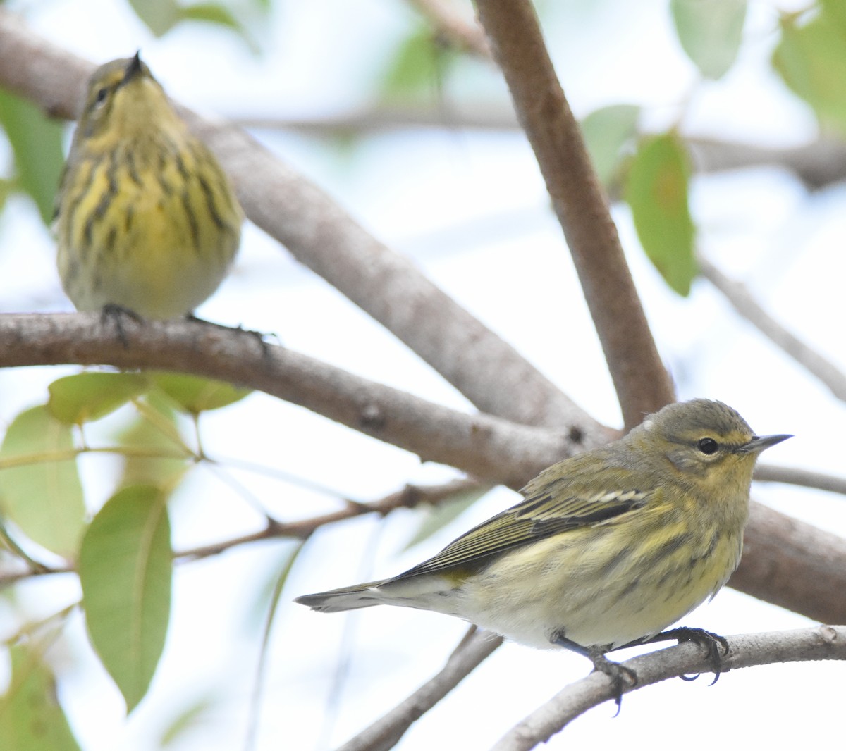 Cape May Warbler - ML117850651