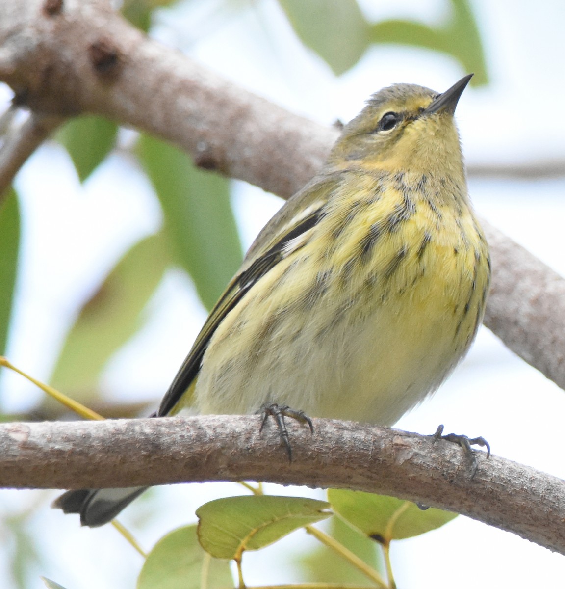 Cape May Warbler - ML117850931