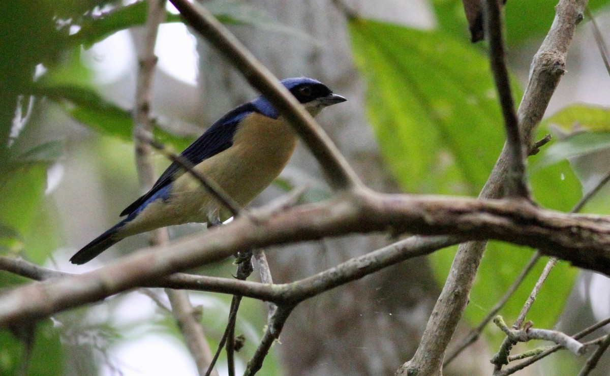 Fawn-breasted Tanager - ML117853001
