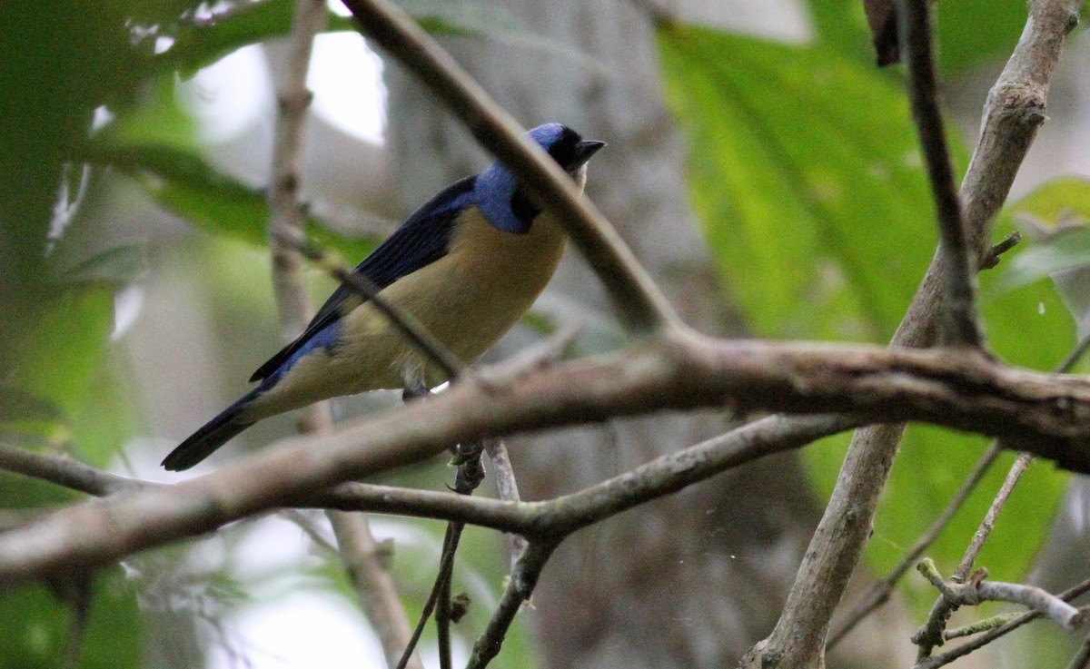 Fawn-breasted Tanager - ML117853081