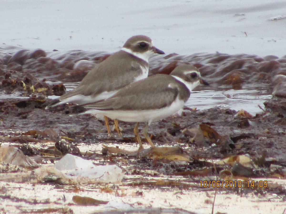 Semipalmated Plover - Vivian F. Moultrie