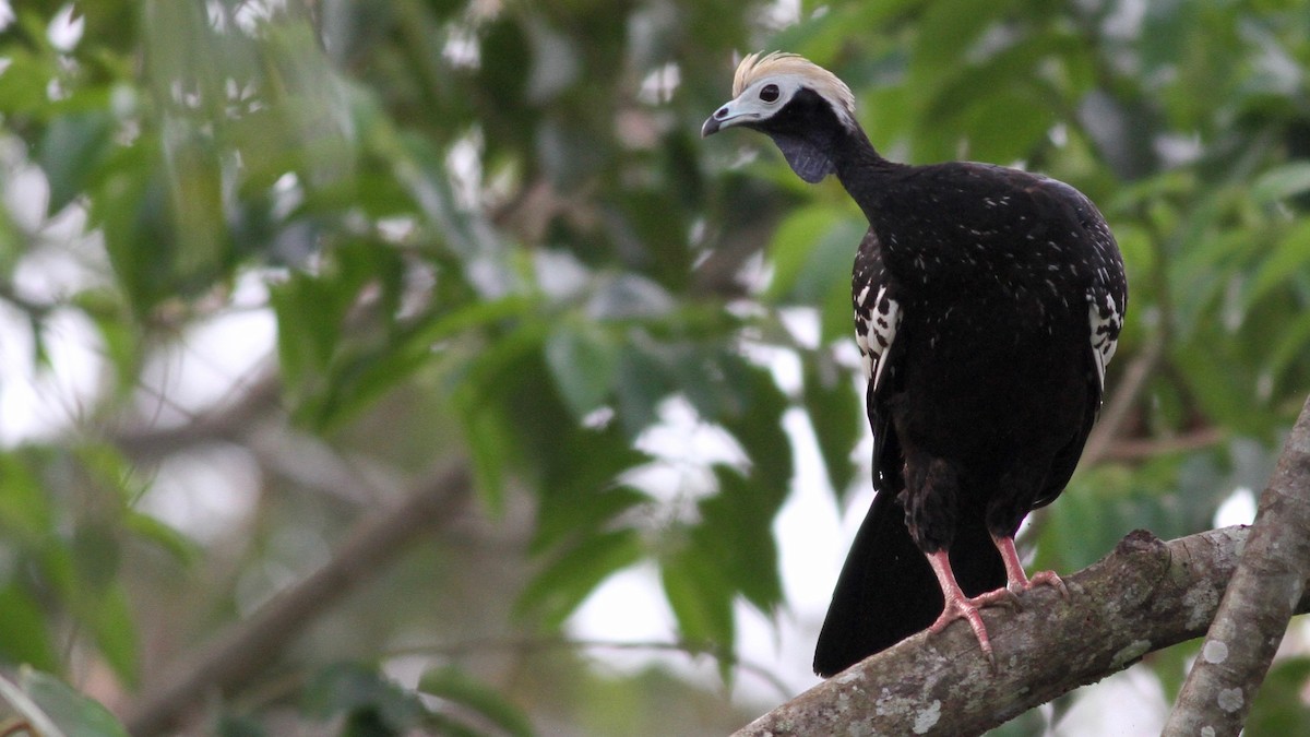 Blue-throated Piping-Guan - ML117854491