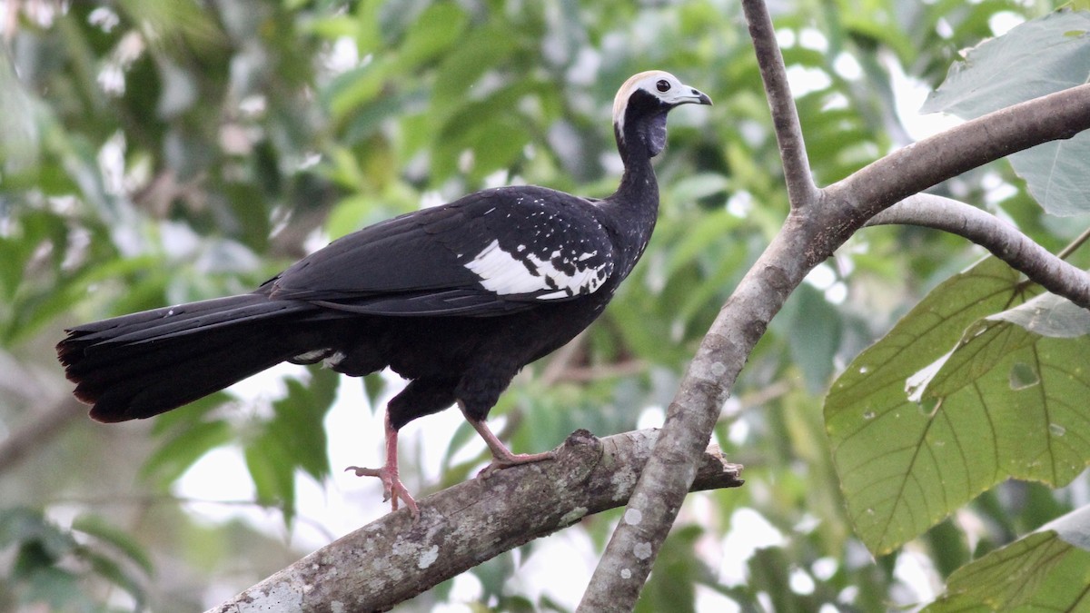 Blue-throated Piping-Guan - ML117854601