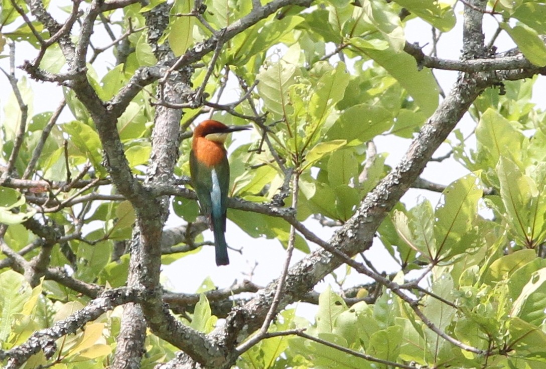 Chestnut-headed Bee-eater - John Martin