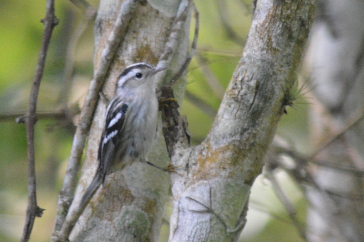 Black-and-white Warbler - ML117854831