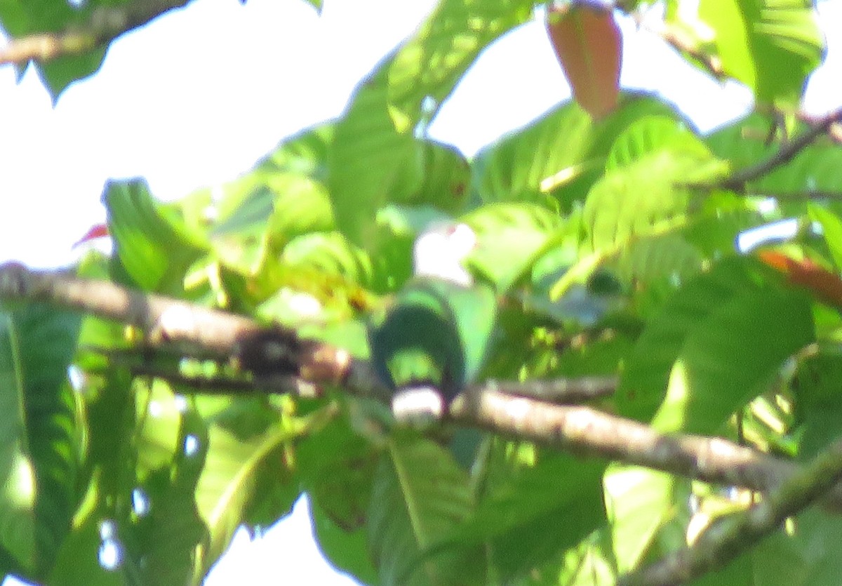 Бисмаркский плодовый голубь - ML117855081