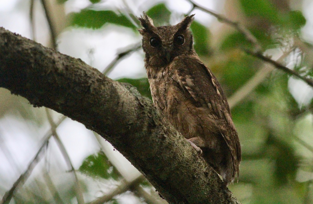 Tawny-bellied Screech-Owl (Austral) - Alex Wiebe