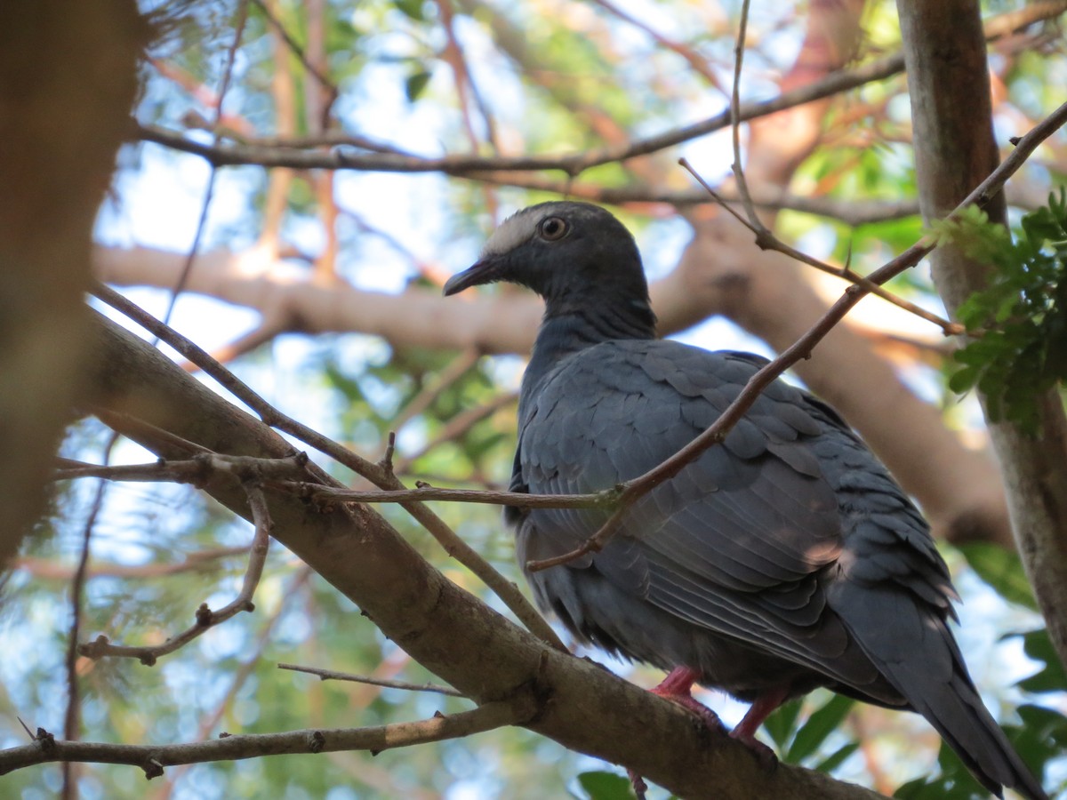 White-crowned Pigeon - ML117859271