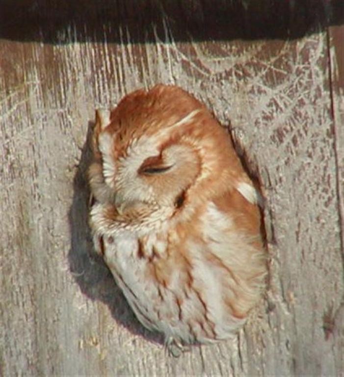 Eastern Screech-Owl - Tommie Rogers