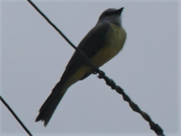 Tropical Kingbird - Estela Quintero-Weldon