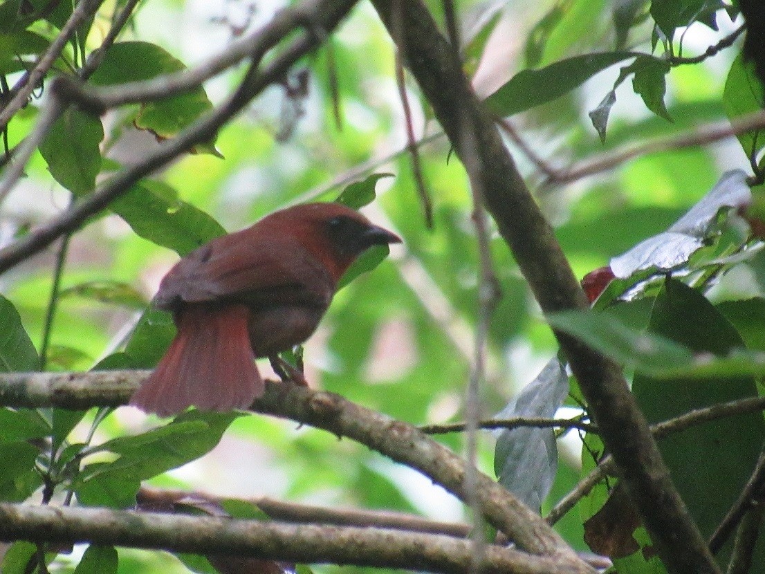 Red-throated Ant-Tanager - ML117864101