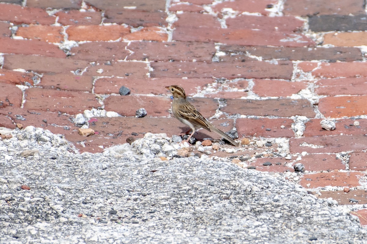 Clay-colored Sparrow - Nahuel Medina