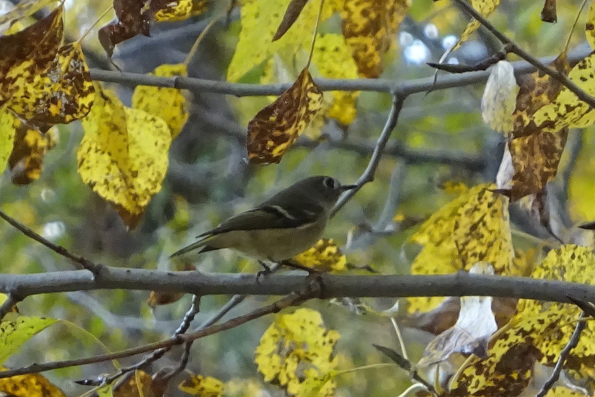 Ruby-crowned Kinglet - Barbara A. Peterson