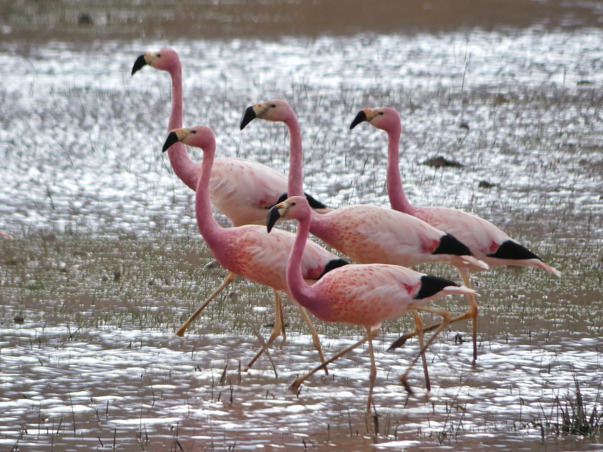 Andean Flamingo - Jorge  Quiroga