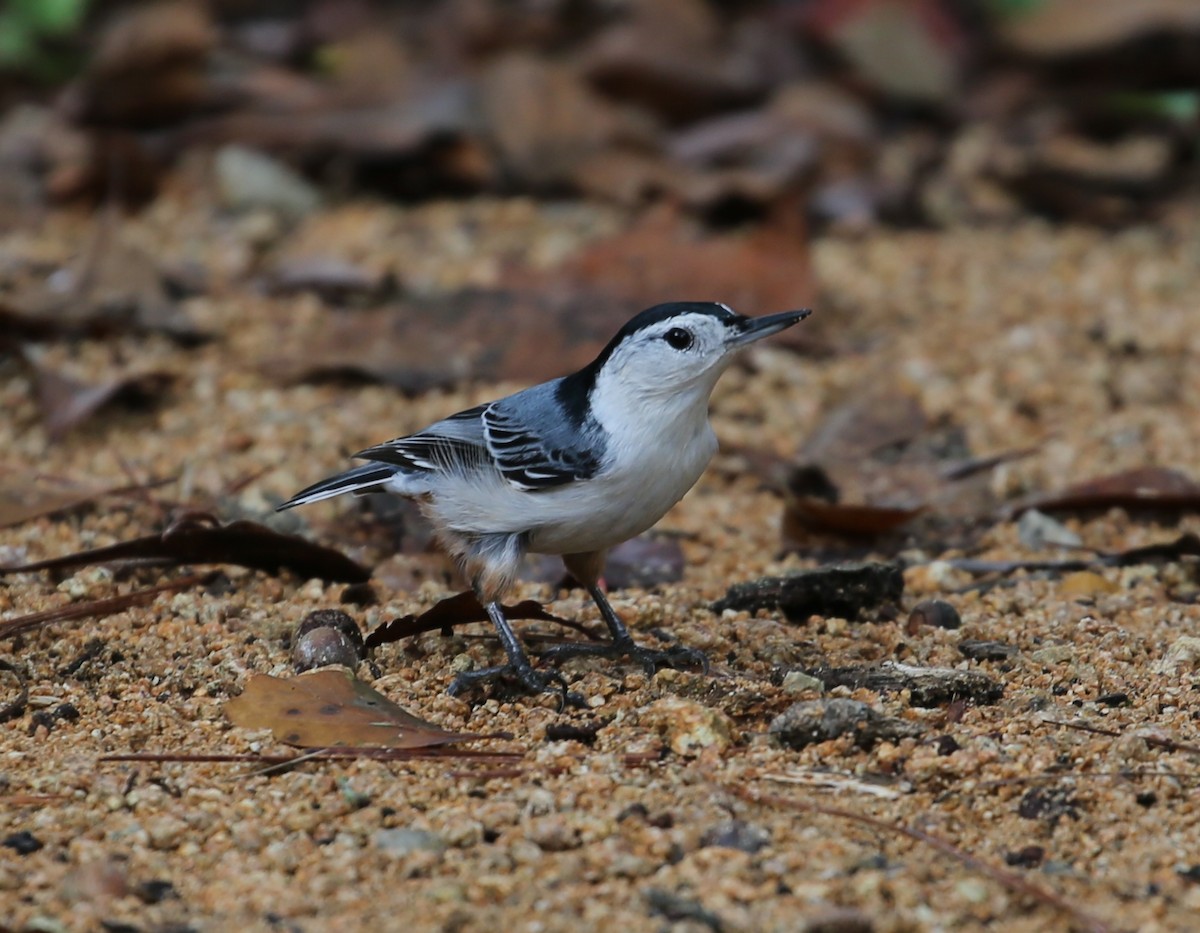 White-breasted Nuthatch - ML117876221