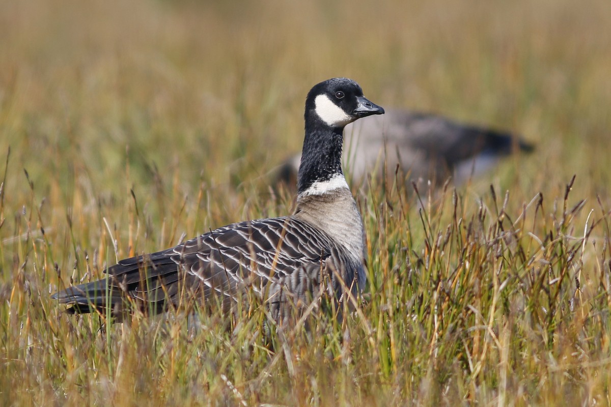 Cackling Goose (Aleutian) - John C Sullivan